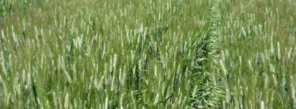 Nueva variedad e trigo duro Nueva variedad e trigo duro