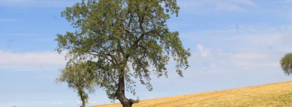 ¿Cómo evoluciona nuestra variedad de zamora? ¿Cómo evoluciona nuestra variedad de zamora?