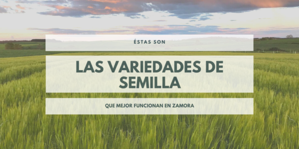 blog s20_variedadeszamora