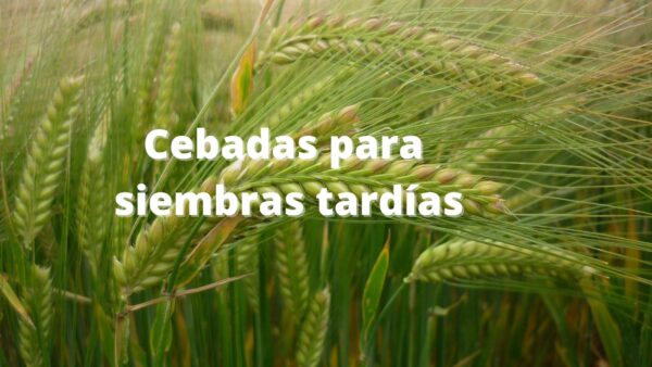 cabecera_cebadas_siembras_tardias_agroblog