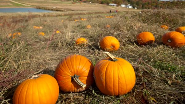 halloween y el campo
