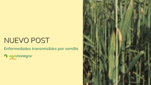 portada blog enfermedades transmisibles por semilla_agromonegros 2024