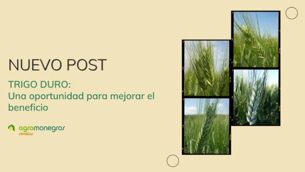 portada post_trigos duros_agromonegros