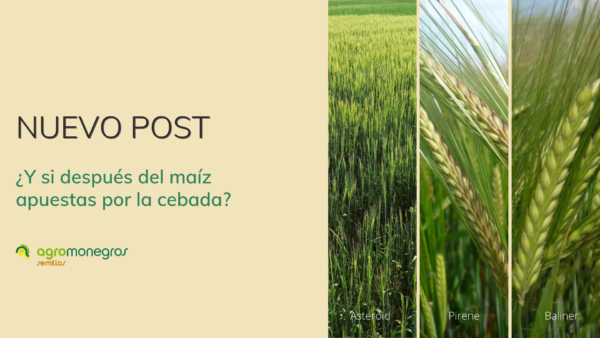 postada post cebadas despues del maiz_agromonegros