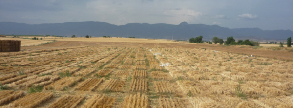 trigo campo trigo campo