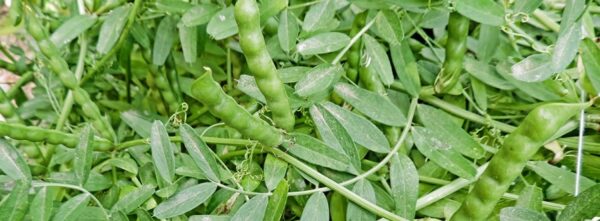veza-sativa-armantes veza-sativa-armantes